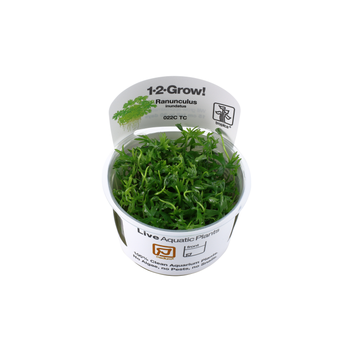Ranunculus inundatus 1-2-Grow!
