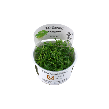 Ranunculus inundatus 1-2-Grow!