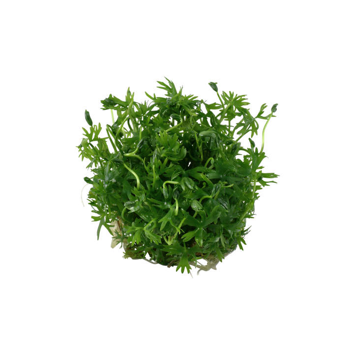 Ranunculus inundatus 1-2-Grow!