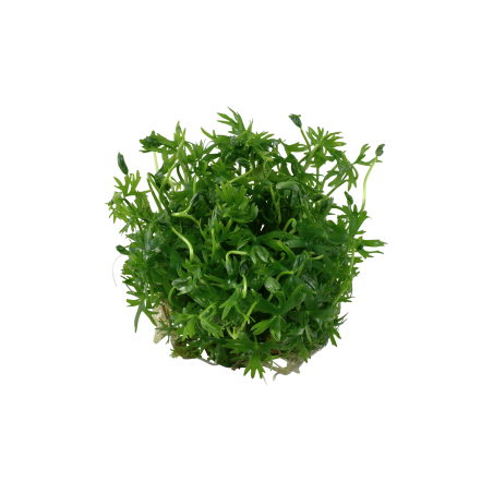 Ranunculus inundatus 1-2-Grow!