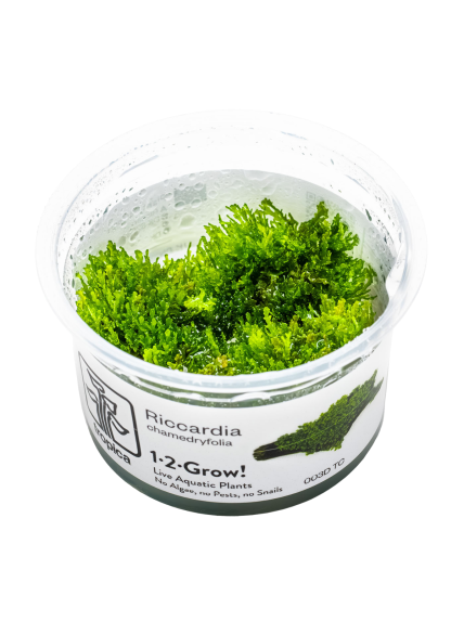 Riccardia chamedryfolia 1-2Grow!