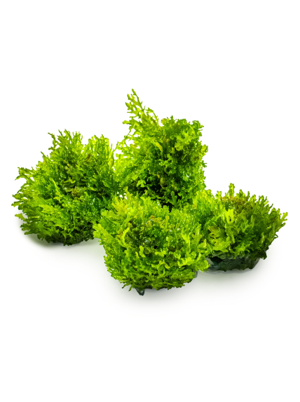 Riccardia chamedryfolia 1-2Grow! 2