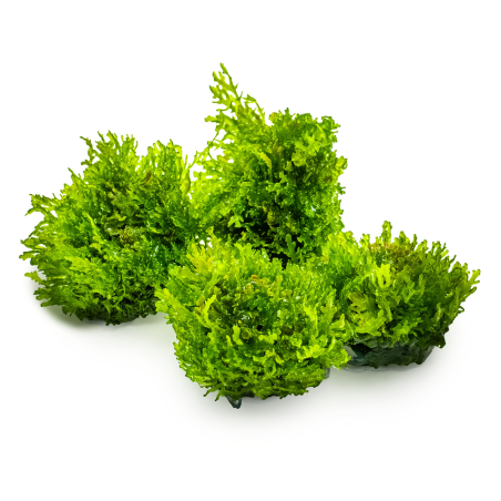 Riccardia chamedryfolia 1-2Grow!