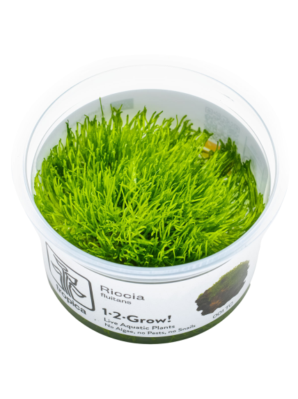 Riccia fluitans 1-2-Grow!