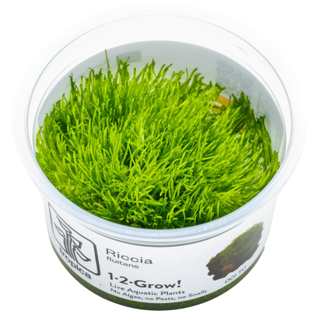 Riccia fluitans 1-2-Grow!