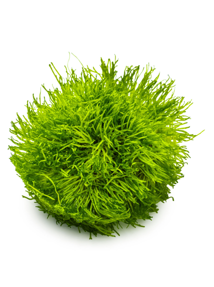 Riccia fluitans 1-2-Grow! 2