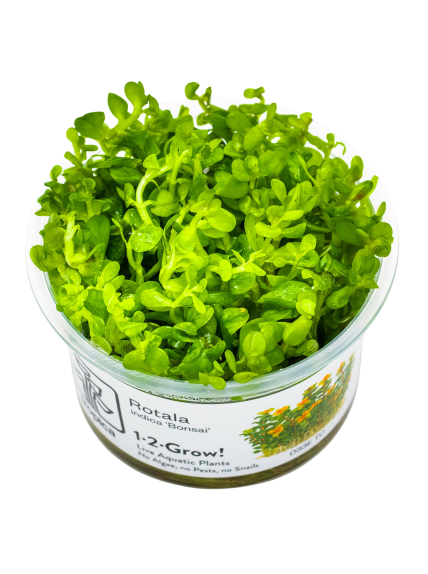 Rotala indica 'Bonsai' 1-2-Grow!