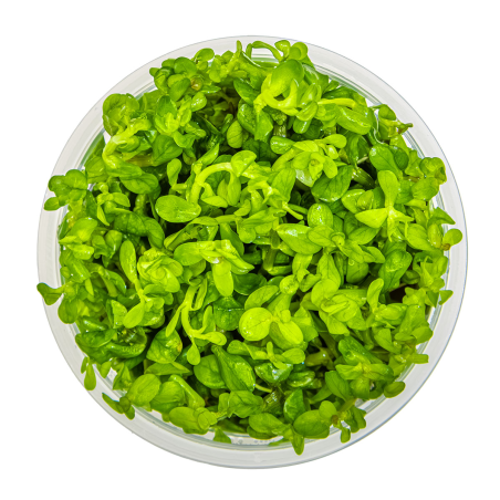 Rotala indica 'Bonsai' 1-2-Grow!