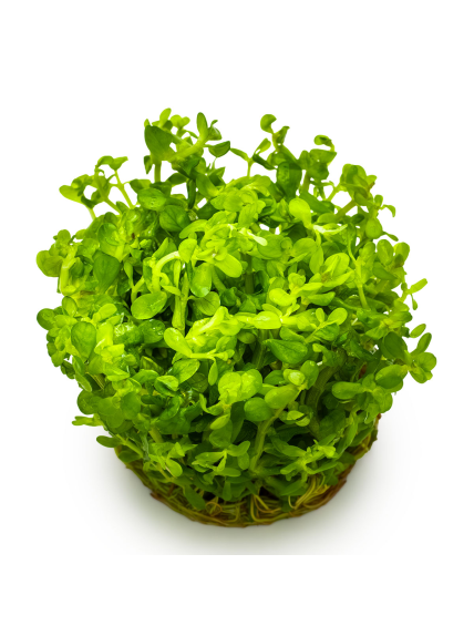 Rotala indica 'Bonsai' 1-2-Grow! 2