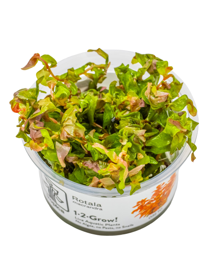 Rotala macrandra 1-2-Grow!