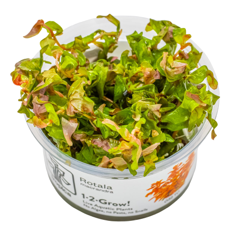 Rotala macrandra 1-2-Grow!