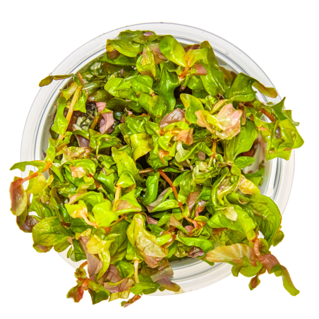 Rotala macrandra 1-2-Grow!