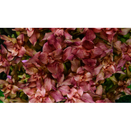 Rotala macrandra 1-2-Grow!