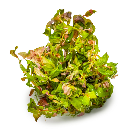 Rotala macrandra 1-2-Grow!