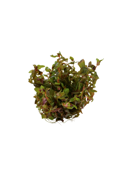Rotala macrandra 1-2-Grow! 2
