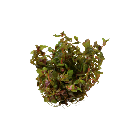 Rotala macrandra 1-2-Grow!