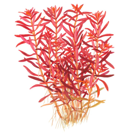 Rotala rotundifolia 'Blood Red' 1-2-Grow!