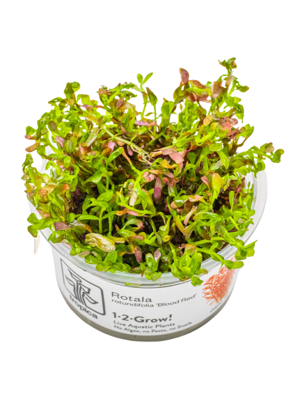 Rotala rotundifolia 'Blood Red' 1-2-Grow!