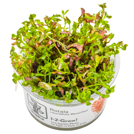 Rotala rotundifolia 'Blood Red' 1-2-Grow!