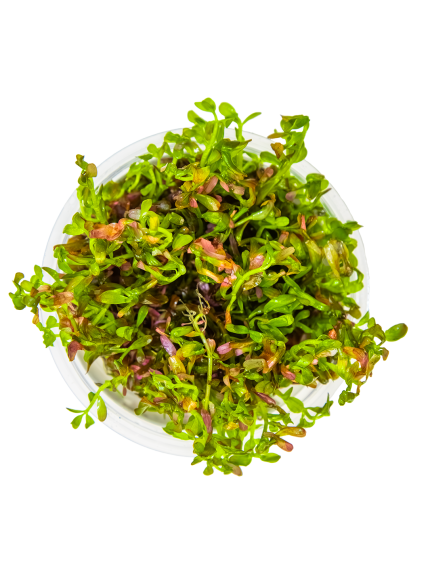 Rotala rotundifolia 'Blood Red' 1-2-Grow! 2