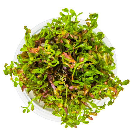 Rotala rotundifolia 'Blood Red' 1-2-Grow!