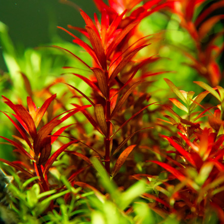 Rotala rotundifolia 'Blood Red' 1-2-Grow!