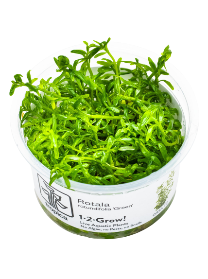 Rotala rotundifolia 'Green' 1-2-Grow!