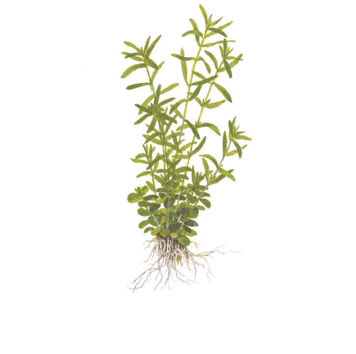 Rotala rotundifolia 'Green' 1-2-Grow!