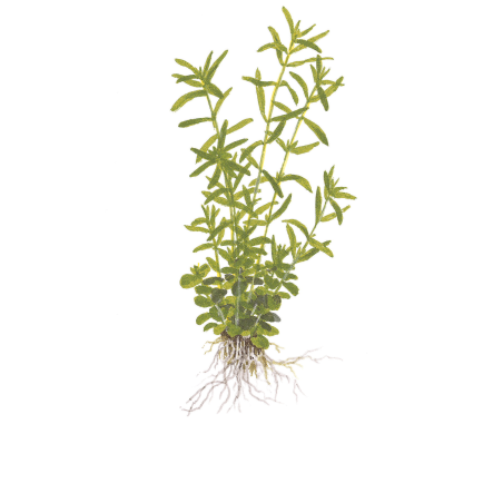 Rotala rotundifolia 'Green' 1-2-Grow!