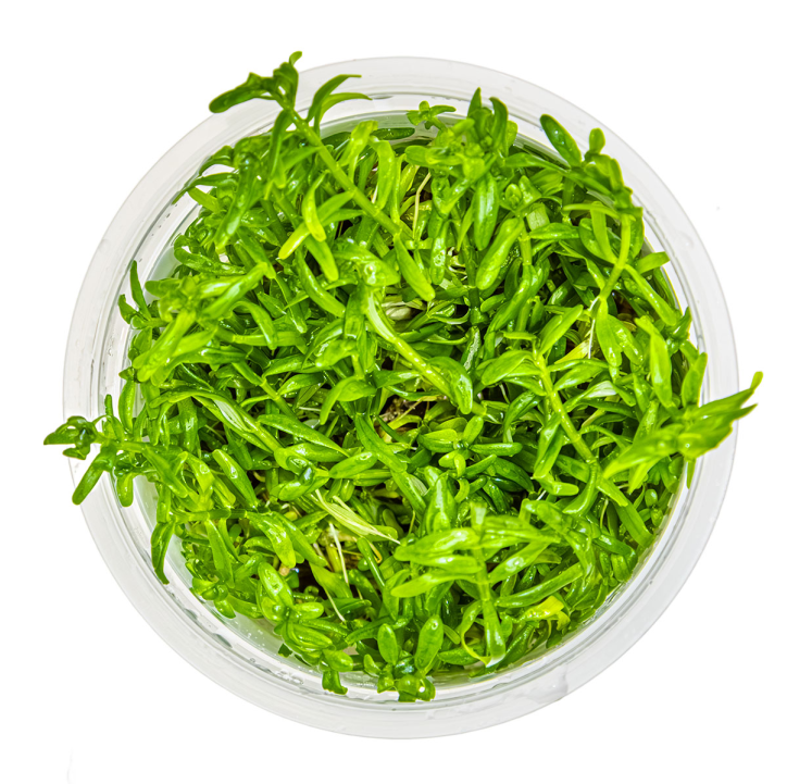 Rotala rotundifolia 'Green' 1-2-Grow!