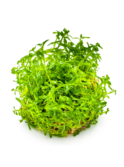 Rotala rotundifolia 'Green' 1-2-Grow! 2