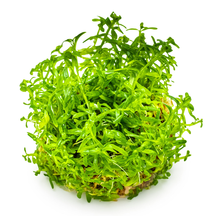 Rotala rotundifolia 'Green' 1-2-Grow!
