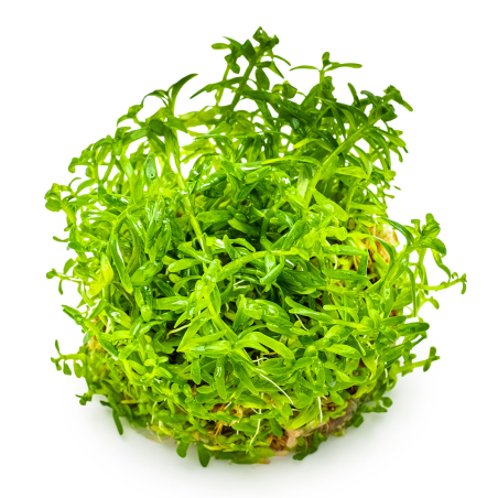 Rotala rotundifolia 'Green' 1-2-Grow!