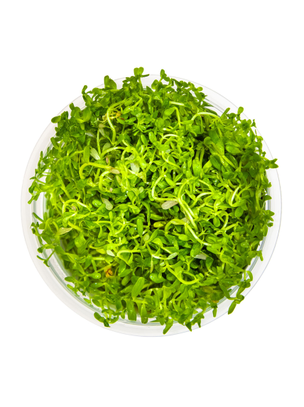 Rotala rotundifolia 'H'ra' 1-2-Grow! 2