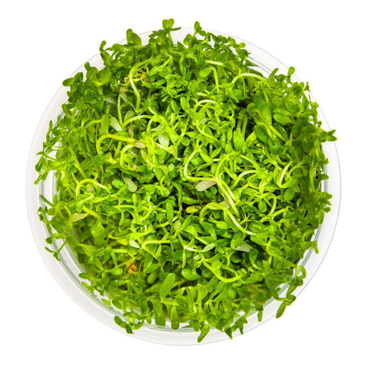 Rotala rotundifolia 'H'ra' 1-2-Grow!