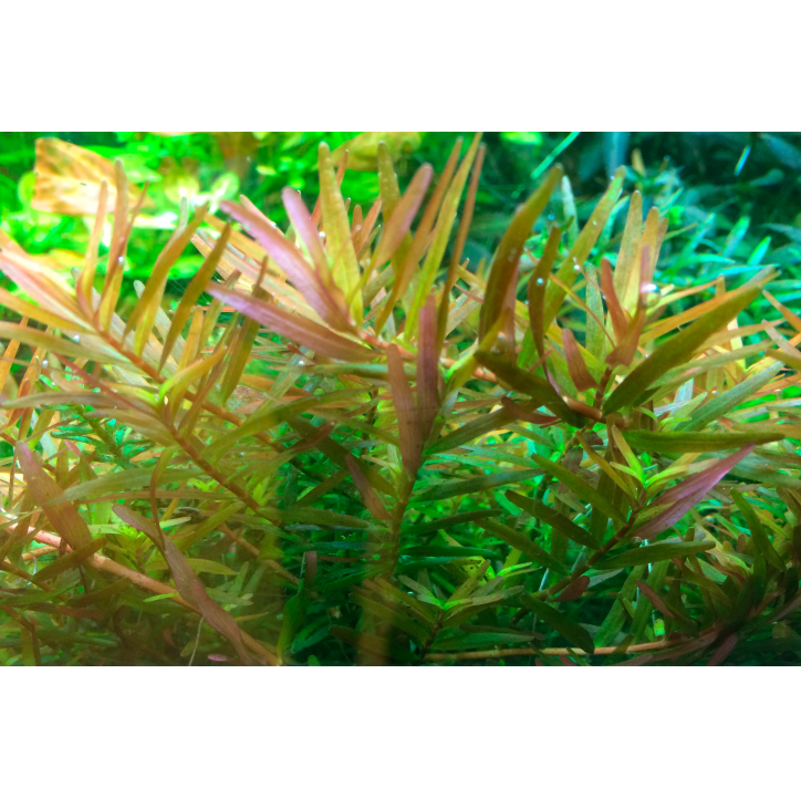Rotala rotundifolia 'H'ra' 1-2-Grow!
