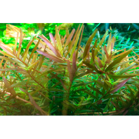 Rotala rotundifolia 'H'ra' 1-2-Grow!