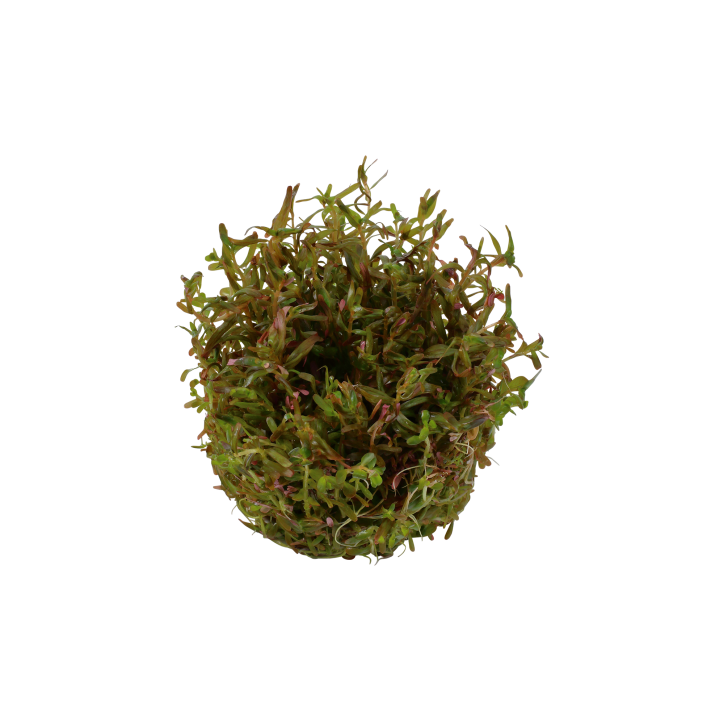 Rotala rotundifolia 'H'ra' 1-2-Grow!