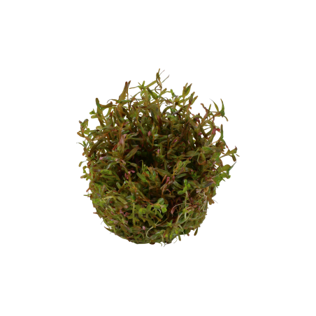 Rotala rotundifolia 'H'ra' 1-2-Grow!