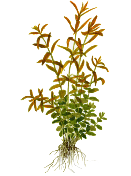 Rotala rotundifolia en maceta 2