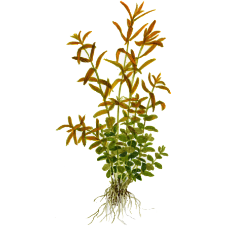Rotala rotundifolia en maceta