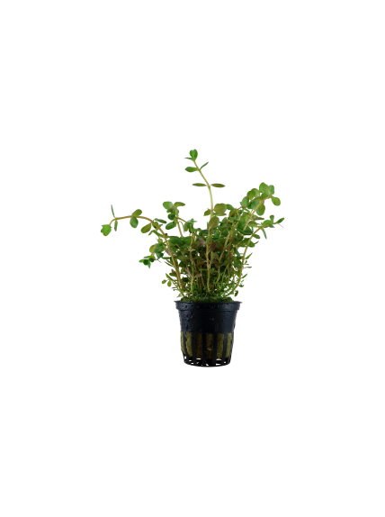 Rotala rotundifolia en maceta