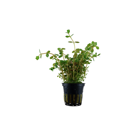 Rotala rotundifolia en maceta