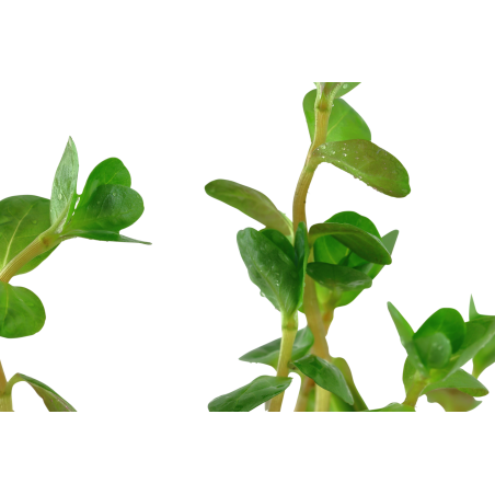 Rotala rotundifolia en maceta