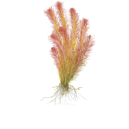 Rotala wallichii 1-2-Grow!