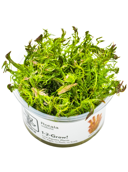 Rotala wallichii 1-2-Grow!