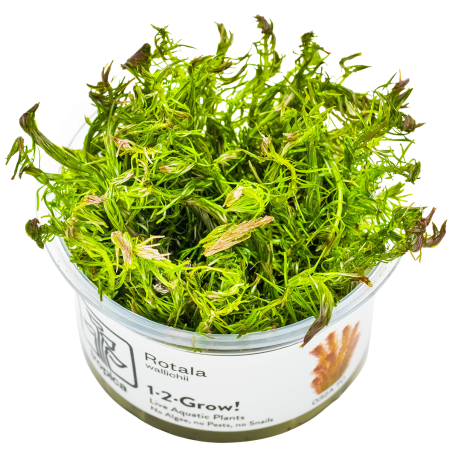 Rotala wallichii 1-2-Grow!