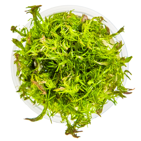 Rotala wallichii 1-2-Grow!