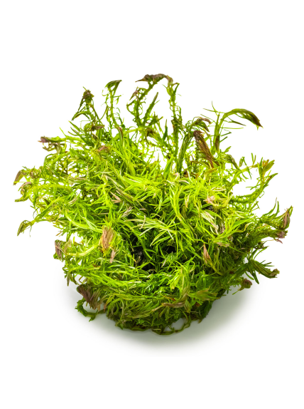 Rotala wallichii 1-2-Grow! 2