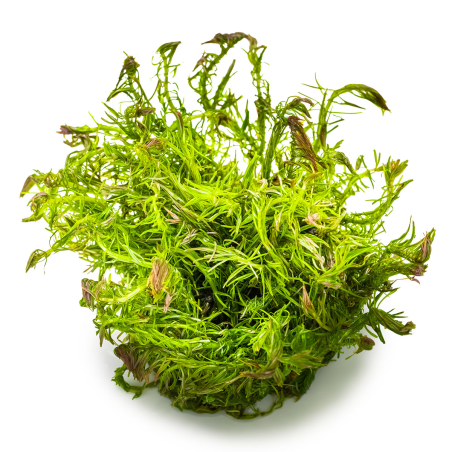 Rotala wallichii 1-2-Grow!
